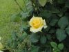 img0053.jpg