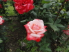 img0056.jpg