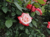 img0057.jpg