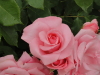 img0061.jpg