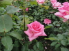 img0064.jpg