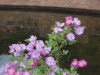 img0085.jpg