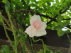 img0096.jpg