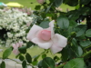 img0099.jpg