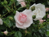 img0101.jpg