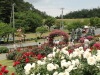 img0115.jpg