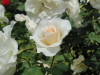 img0116.jpg