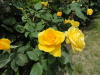 img0120.jpg