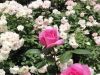 img0133.jpg