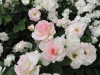 img0138.jpg