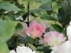 img0140.jpg