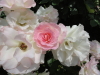 img0141.jpg