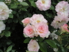 img0142.jpg