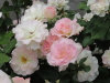 img0143.jpg