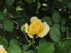 img0151.jpg