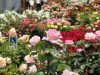 img0161.jpg