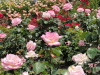 img0164.jpg