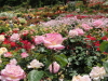 img0165.jpg