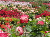 img0166.jpg