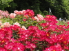 img0169.jpg