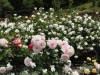 img0174.jpg
