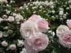 img0175.jpg