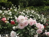 img0176.jpg