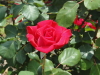 img0196.jpg