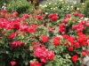 img0200.jpg