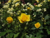 img0255.jpg