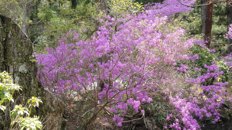 img0009.jpg