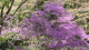 img0013.jpg