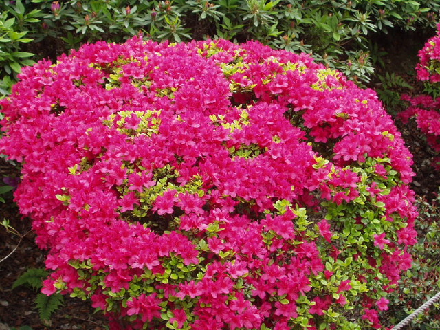 img0005.jpg