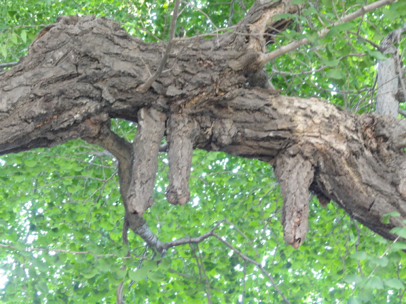 img0017.jpg
