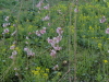 img0024.jpg