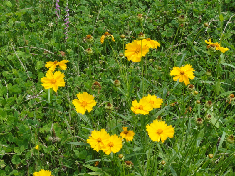 img0068.jpg