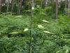 img0006.jpg