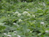 img0011.jpg