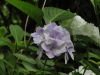 img0041.jpg