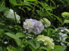 img0042.jpg