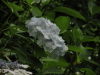 img0043.jpg