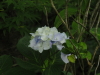 img0059.jpg