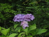 img0065.jpg