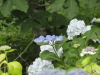 img0071.jpg