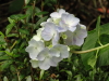 img0079.jpg