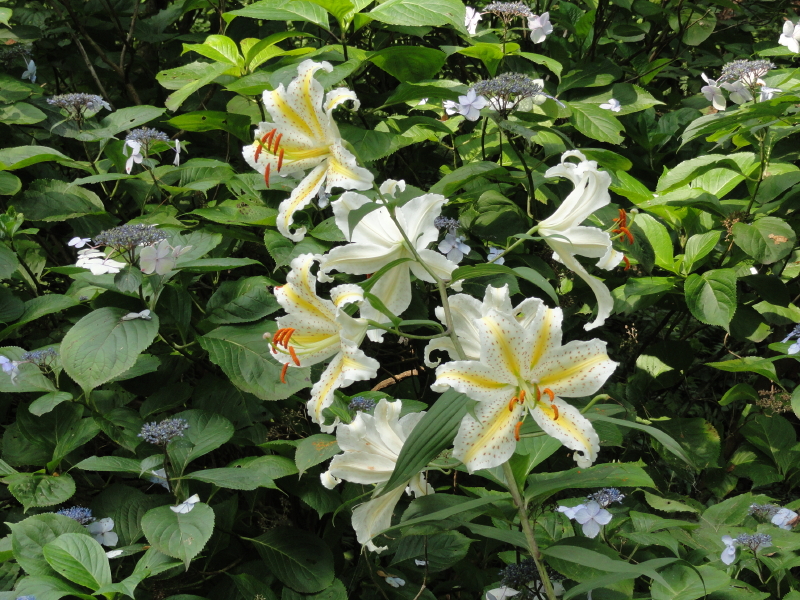 img0003.jpg
