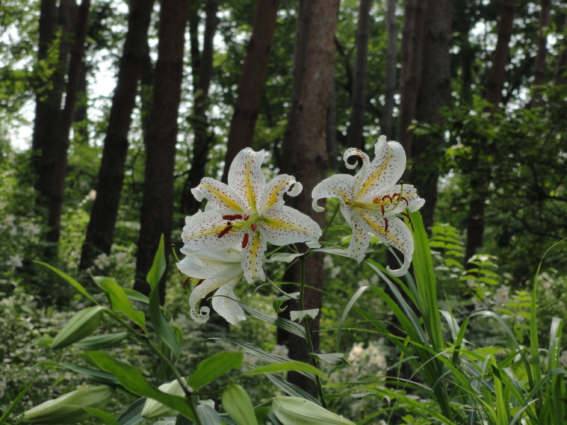 img0009.jpg