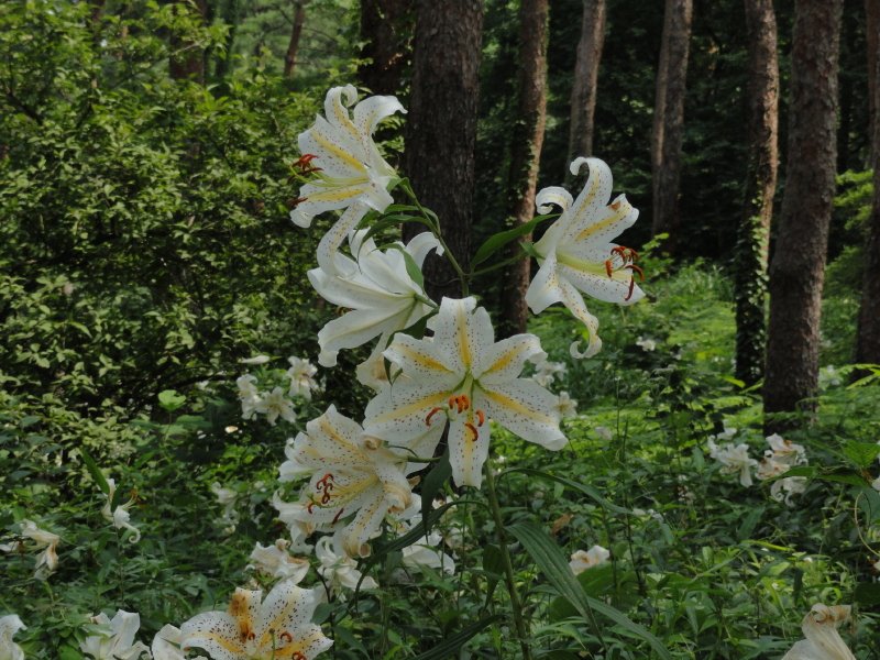 img0012.jpg
