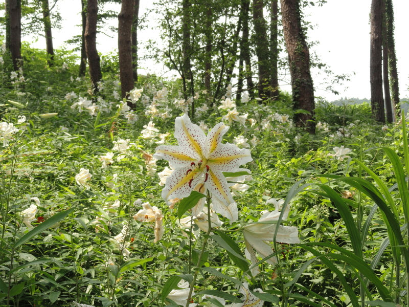 img0019.jpg