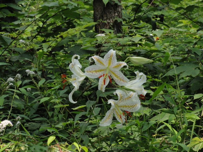img0033.jpg